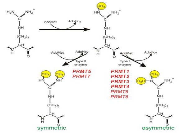Histone arginine methylation reaction catalyzed by PRMTs